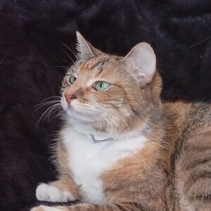 Meet your Posher, Bella